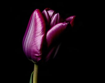 Dark Tulip, Close Study | AI-Assisted Floral Art, Dark Floral, Black Ground, Night Garden (Digital Download)