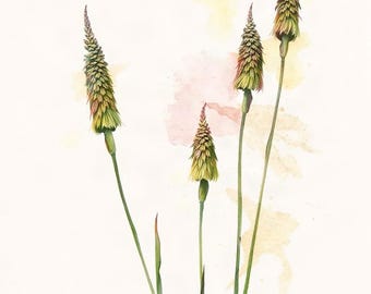 May include: A watercolour illustration of four slender green and reddish-brown grass stalks with textured, cone-shaped seed heads. The botanical artwork features soft, translucent washes of yellow and pink paint splatters in the background.