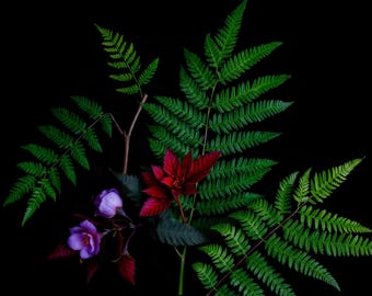Fern and Burgundy Leaves | AI-Assisted Floral Art, Dark Floral, Black Ground, Night Garden (Digital Download)