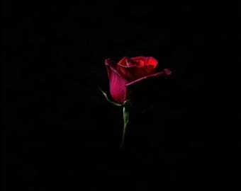 Rose, Glowing on Black | AI-Assisted Floral Art, Dark Floral, Black Ground, Night Garden (Digital Download)