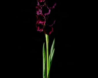 Flower Spire, Dark Bloom | AI-Assisted Floral Art, Dark Floral, Black Ground, Night Garden (Digital Download)