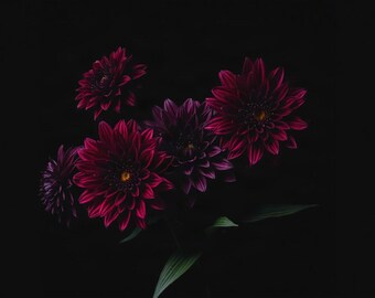 Burgundy Dahlias | AI-Assisted Floral Art, Dark Floral, Black Ground, Night Garden (Digital Download)