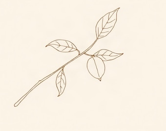 May include: A brown line art illustration of a single branch featuring four pointed leaves and one oval-shaped fruit. The drawing is set against a solid, light cream-colored background, showcasing a simple botanical design with clean outlines.