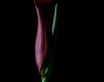 Puede incluir: Una flor de cala de color burdeos intenso con un espádice amarillo prominente, que presenta una estructura de pétalos suave y curvada y un tallo verde largo y delgado, aislada sobre un fondo negro sólido con iluminación que resalta la textura.
