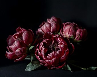 Puede incluir: Un grupo de cuatro peonías de color burdeos intenso con pétalos rizados y centros oscuros. Las flores están dispuestas junto con hojas verdes en la base, sobre un fondo negro sólido, resaltando los ricos tonos rojos de las flores.