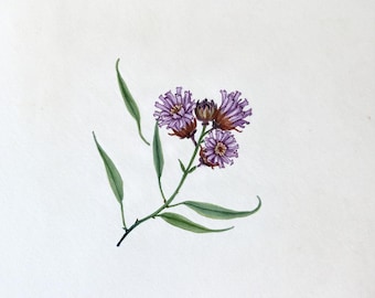 Puede incluir: Una ilustración botánica en acuarela de un tallo de planta con flores que presenta tres flores púrpuras similares a los ásteres con centros amarillos y bases marrones, acompañadas de varias hojas verdes delgadas y puntiagudas sobre un fondo blanco.