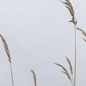 May include: Several tall, slender stalks of dried ornamental grass with feathery, light beige plumes. The stems are thin and brown, extending vertically against a plain, solid, light gray background. The grass heads are textured and pointed.
