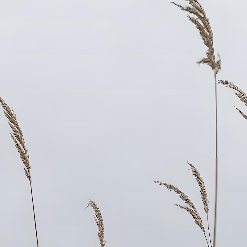 May include: Several tall, slender stalks of dried ornamental grass with feathery, light beige plumes. The stems are thin and brown, extending vertically against a plain, solid, light gray background. The grass heads are textured and pointed.