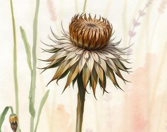 May include: A watercolour painting of a dried, spiky brown flower head with pointed petals on a long green stem, surrounded by faint, pale illustrations of tall grasses and a small purple sprig against a soft, light-coloured background.