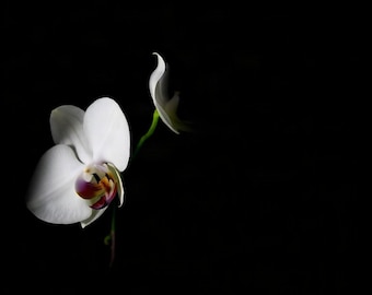 White Orchid, Stark Black | AI-Assisted Floral Art, Dark Floral, Black Ground, Night Garden (Digital Download)