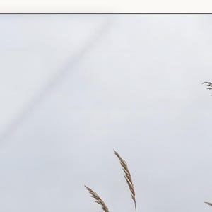 May include: Several stalks of dried, tan-colored ornamental grass are positioned in the lower right portion of the frame. The grass features slender, feathery plumes at the top of thin, vertical stems against a pale, overcast, light gray sky.