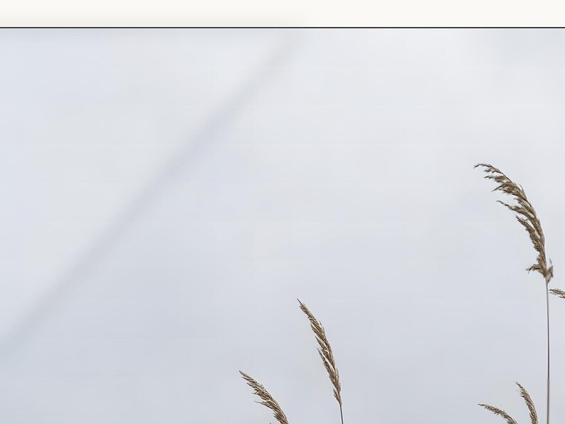 May include: Several stalks of dried, tan-colored ornamental grass are positioned in the lower right portion of the frame. The grass features slender, feathery plumes at the top of thin, vertical stems against a pale, overcast, light gray sky.