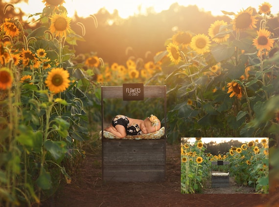 INSTANT Download-newborn Sunflower Stand Sunflower Digital - Etsy Canada