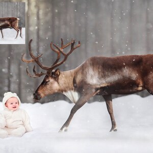 INSTANT DOWNLOAD - Artic Dreamscapes - Winter Digital Background for PS & PSe - Digital Backdrop - Photoshop -  Photoshop Composites