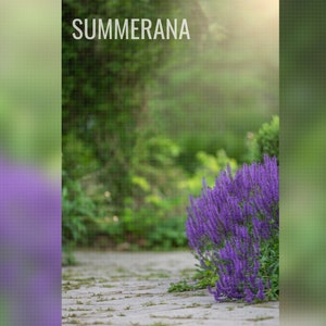 Könnte beinhalten: Eine Nahaufnahme eines Beetes mit lila Blüten, die in einem Garten wachsen. Die Blüten sind in voller Blüte und der Hintergrund ist verschwommen. Der Text "SUMMERANA" ist oben im Bild sichtbar.