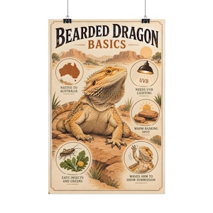 May include: A vertical poster titled BEARDED DRAGON BASICS featuring a central illustration of a bearded dragon on a rock. Surrounding circles show an Australian map, a UVB lamp, a basking spot, a cricket with greens, and a waving dragon.