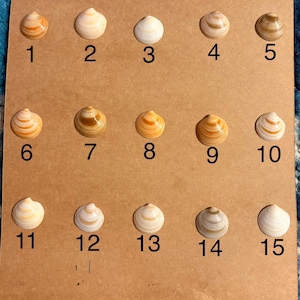 May include: A square tan board displays fifteen small, rounded seashells arranged in three rows of five. Each shell is numbered from 1 to 15 in black text. The shells exhibit various natural patterns and colors, including shades of white, tan, orange, and brown, showcasing distinct banding and smooth, curved surfaces.