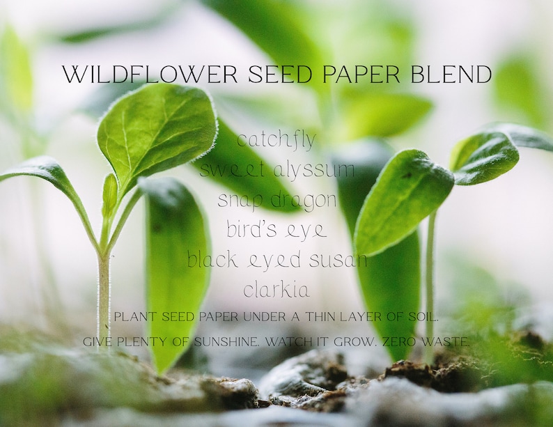 Wildflower Seed Favors Sustainable Favors Seed Packets Custom Seed Paper Favors Sustainable Wedding Favors Seeded Paper Favor image 7