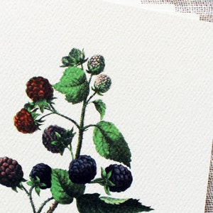 May include: A botanical illustration of a blackberry plant with green leaves and black and red berries.