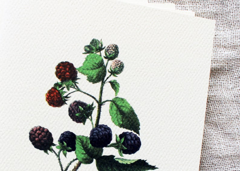 May include: A botanical illustration of a blackberry plant with green leaves and black and red berries.