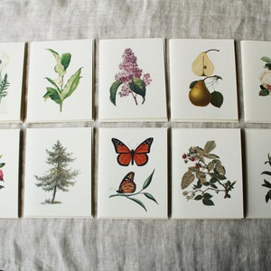 10 Vintage Botanical Folded Greeting Cards with Envelopes | Blank Folded Note Cards | Add Envelope Liners Optional | Set of 10 Cards