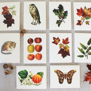 Jeu de 10 cartes de correspondance pliées Automne avec enveloppes | Cartes de voeux vierges d'automne