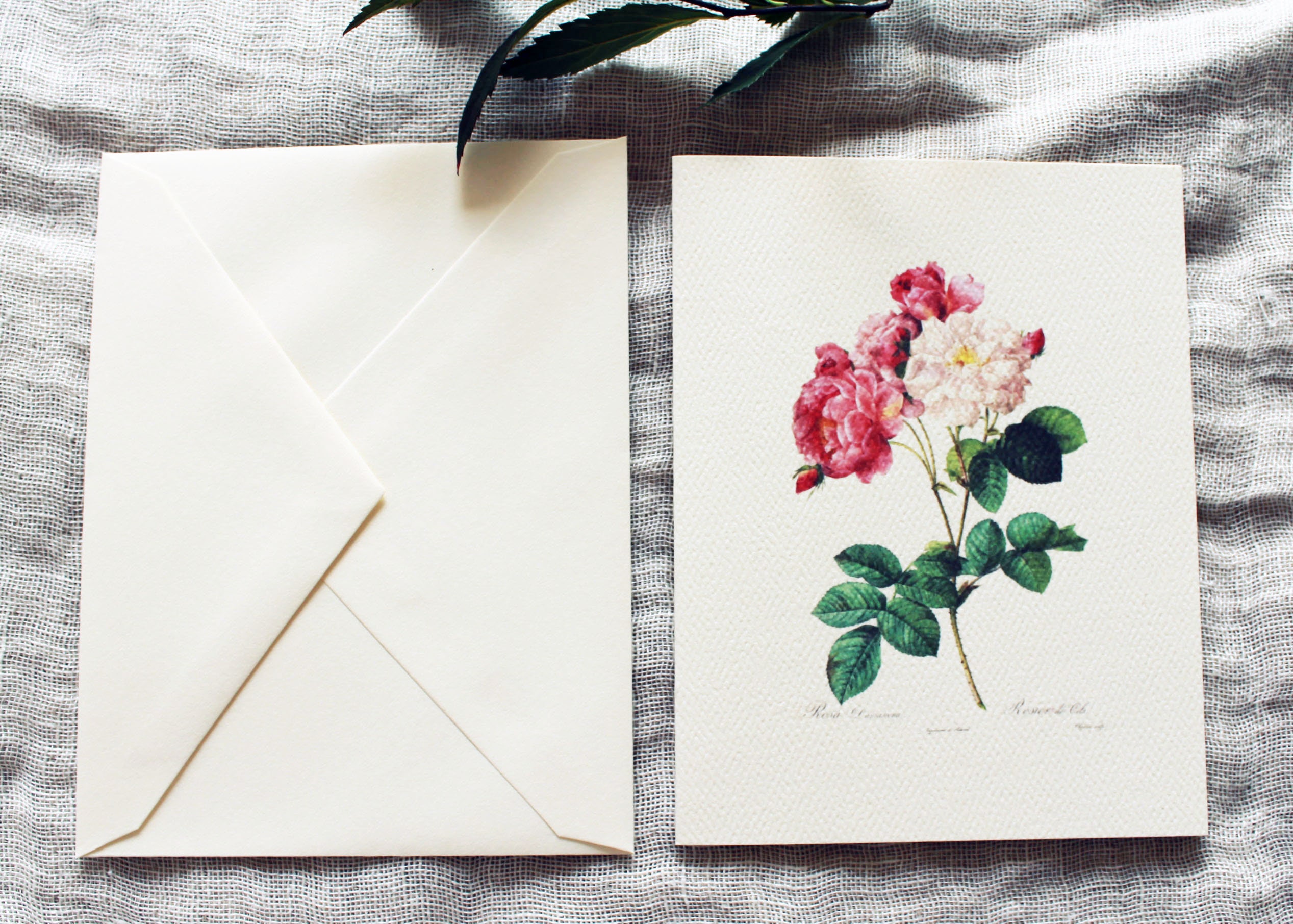Pink Rose Folded Notecards With Envelopes | Blank Note Card Set ...