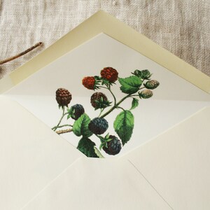 May include: A white envelope with a cream colored flap. The envelope has a printed image of a blackberry bush with green leaves and black and red berries.