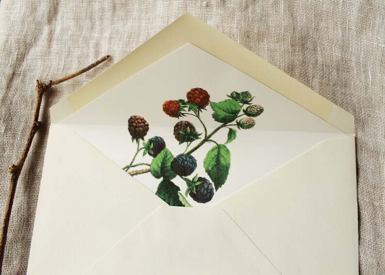 May include: A white envelope with a cream colored flap. The envelope has a printed image of a blackberry bush with green leaves and black and red berries.