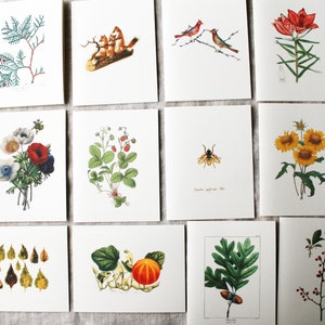 Year of Cards | One Card For Each Month Of The Year | Variety Pack of 12 Cards | Vintage Botanical Greeting Cards | Blank Folded Notecards
