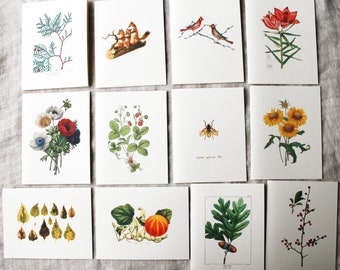 Year of Cards | One Card For Each Month Of The Year | Variety Pack of 12 Cards | Vintage Botanical Greeting Cards | Blank Folded Notecards