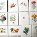 Year of Cards | One Card For Each Month Of The Year | Variety Pack of 12 Cards | Vintage Botanical Greeting Cards | Blank Folded Notecards 