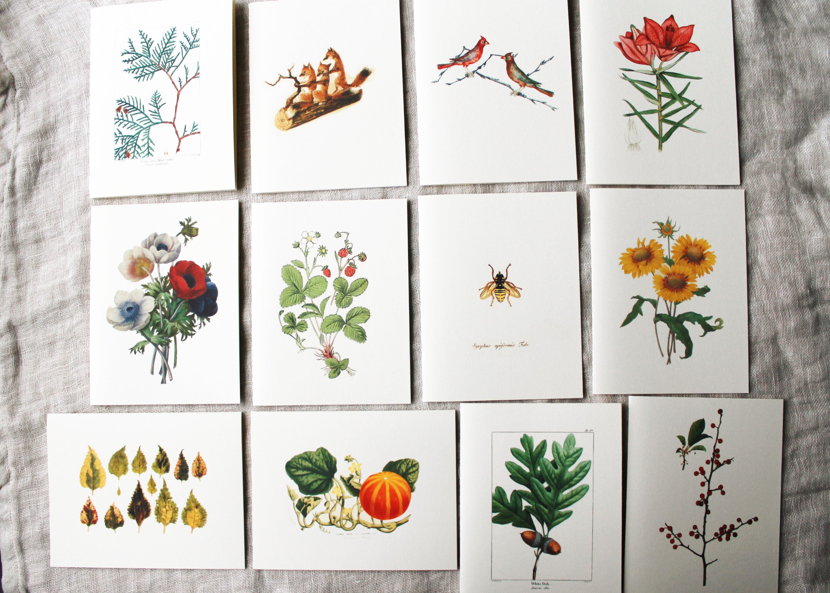 Year of Cards | One Card For Each Month Of The Year | Variety Pack of…