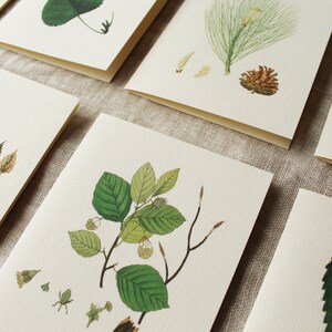 Greenery Greeting Cards Variety Set of 10 With Envelopes With Envelopes ...