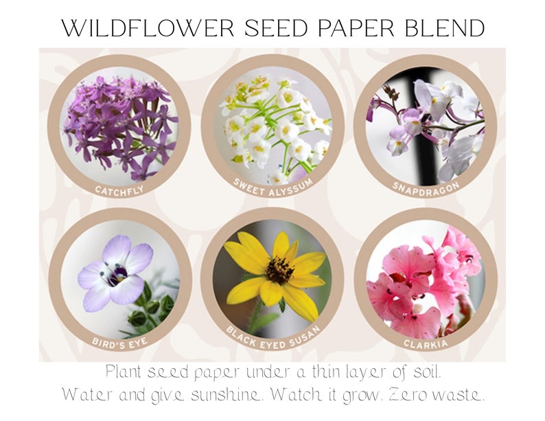 Nature-Themed Seed Paper Blank Greeting Cards Pack of 10 Biofriendly Cards image 6