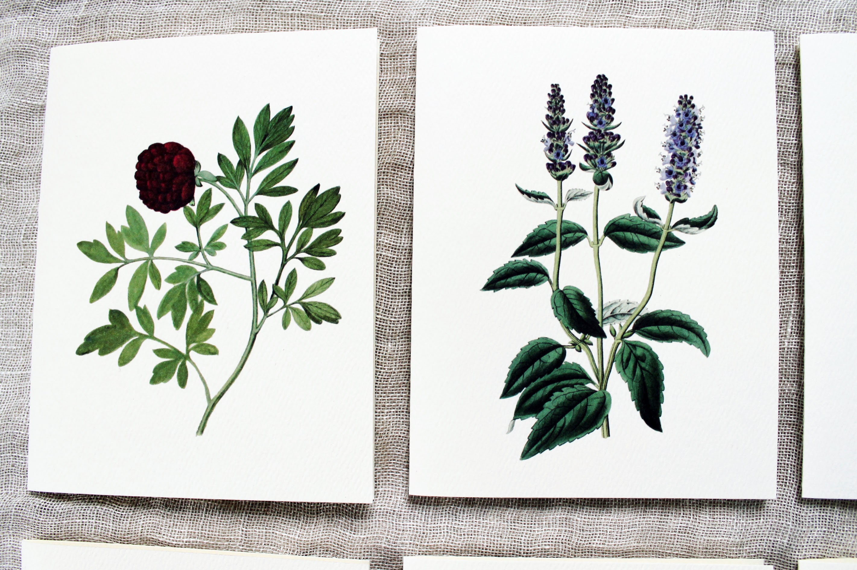 10 Flower Greeting Cards Set | Flower Blank Note Cards Set | Greeting ...