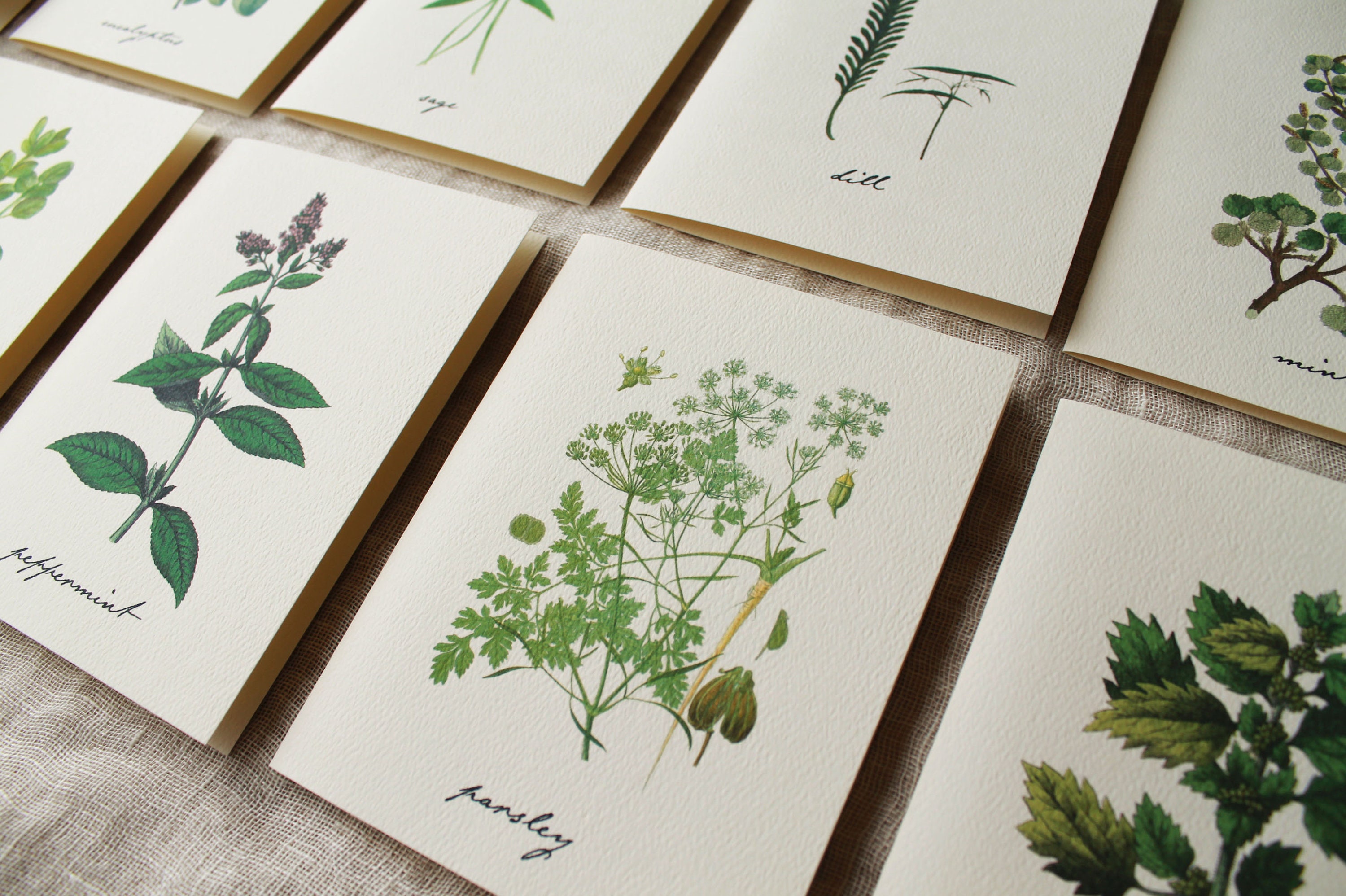 Herbal Variety Pack 10 Folded Note Cards With Envelopes | Etsy