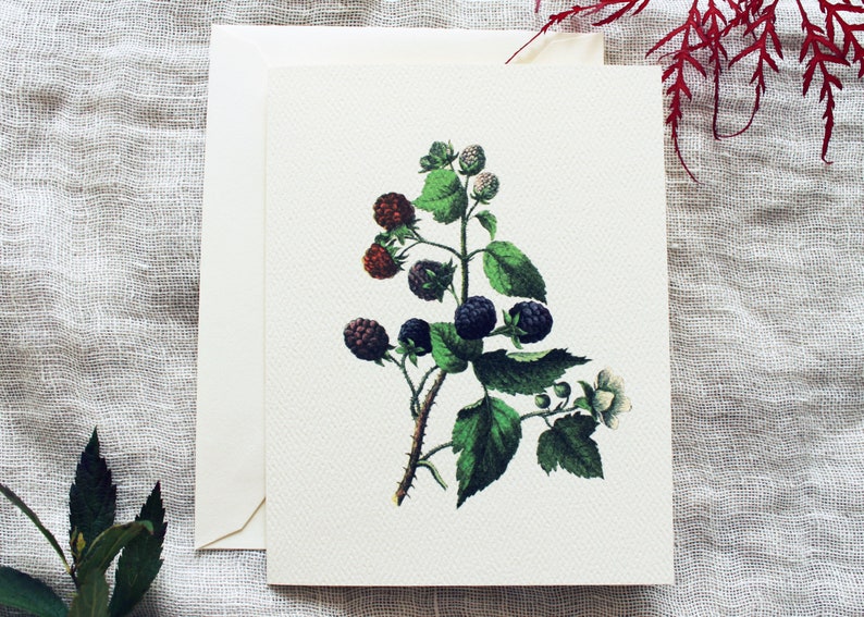 May include: A botanical illustration of a blackberry plant with green leaves and black and red berries. The illustration is printed on a white card.