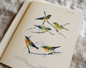 Bird Greeting Cards with Envelopes Set of 10 Folded Blank Note Cards