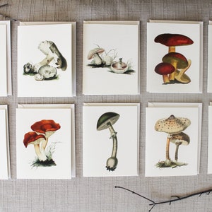 Pilz Grußkarten 10er Set Blanko Klappkarten