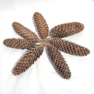 May include: Six brown pine cones arranged in a star-like pattern. Each cone features a textured, overlapping scale structure with a pointed tip and a woody base. The cones are positioned with their bases meeting in the center, radiating outward.
