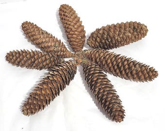 6 or 12 Norway Spruce Pinecones; Natural Cones, No Preservatives or Pesticides