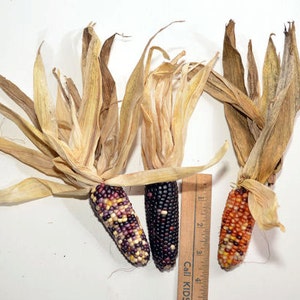 Mini Indian Corn, 6, 12, 25, 40, 50 or 75 Pieces, 3 Inches to 4 Inches ...