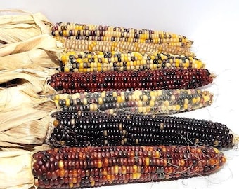 Extra Large Indian Corn With Husks, 6 pieces,  9 to 11 inch long ears