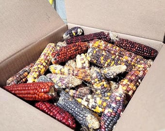 10 Pounds Dried Squirrel Corn; Wildlife Food; Indian Corn for Pets and Wildlife