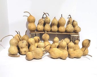 25 Mini Bottle Gourds;  Dried Crafting Gourds