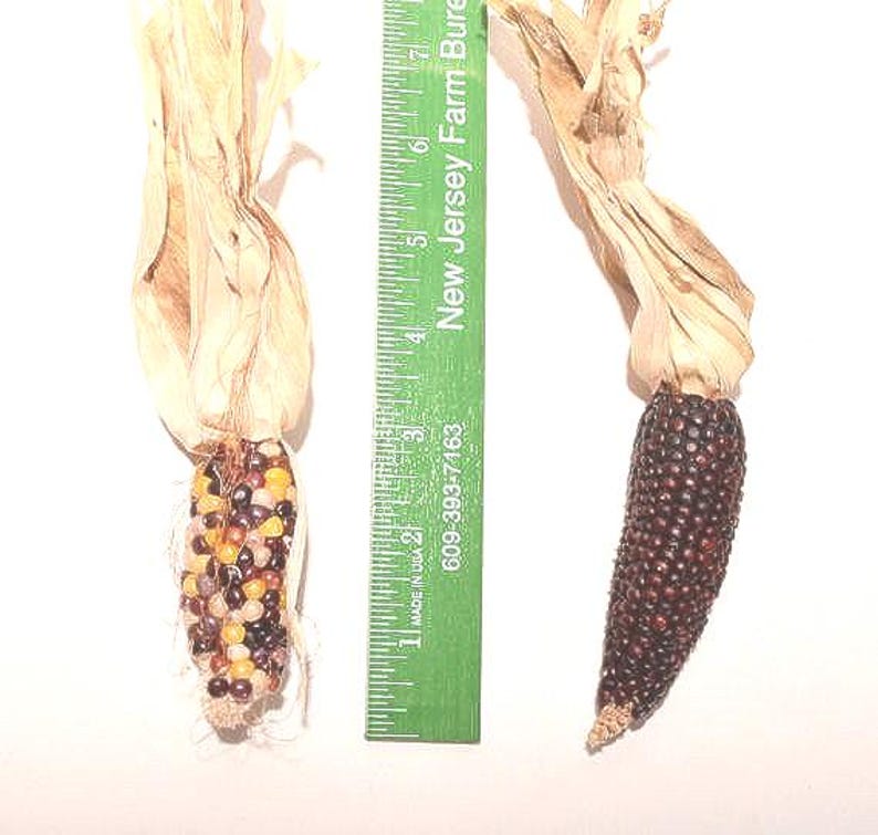 20 Pieces Small Mini Indian Corn, 1-3 Inch Ears - Etsy