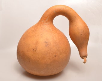 Large Goose Gourd, One large swan gourd, Gooseneck gourd