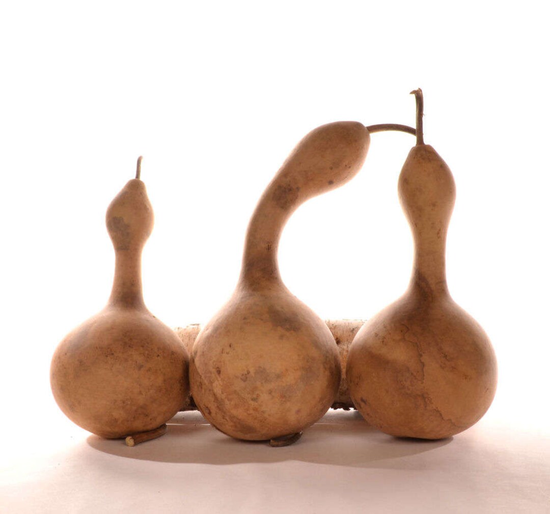 One 1 Natural Gourd Rattle, Gourd Maraca Etsy