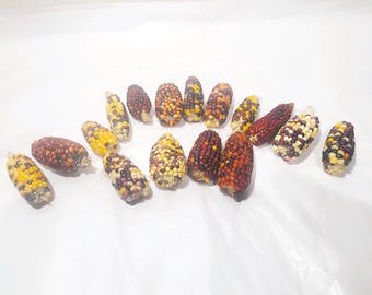 20 or 45 Pieces Mini Indian Corn, No Husks,  1 inches to 3 inches, dried colored Indian corn, FREE SHIPPING